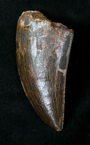 Carcharodontosaurus Tooth - Great Enamel #18967